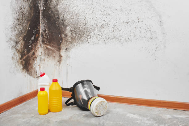 Best Mold Removal Company Near Me  in Berryville, AR