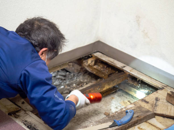 Reliable Berryville, AR Mold Removal Solutions