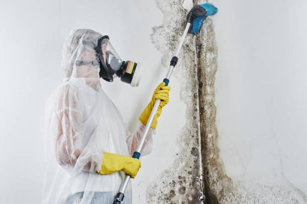Best Mold Remediation  in Berryville, AR