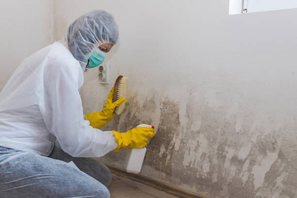 Mold Testing and Removal in Berryville, AR