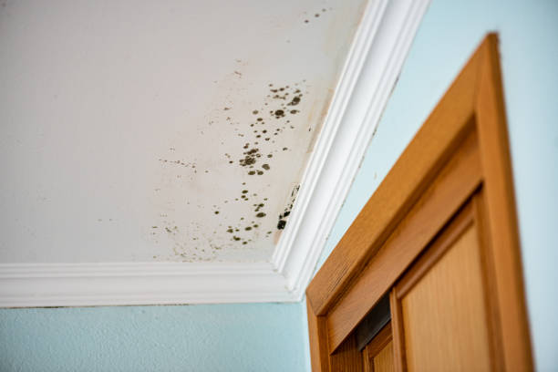 Best Emergency Mold Removal  in Berryville, AR