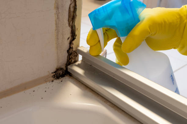Best Attic Mold Removal  in Berryville, AR