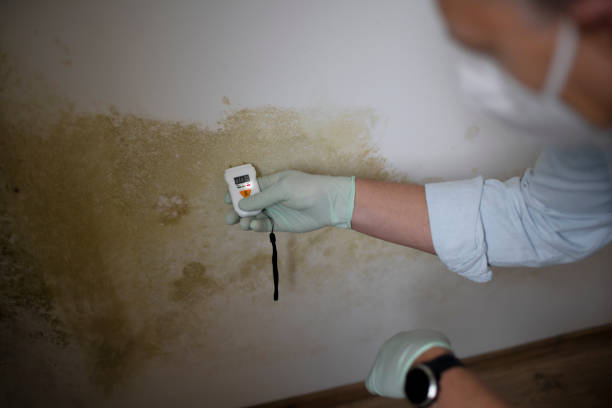 Best Black Mold Removal  in Berryville, AR