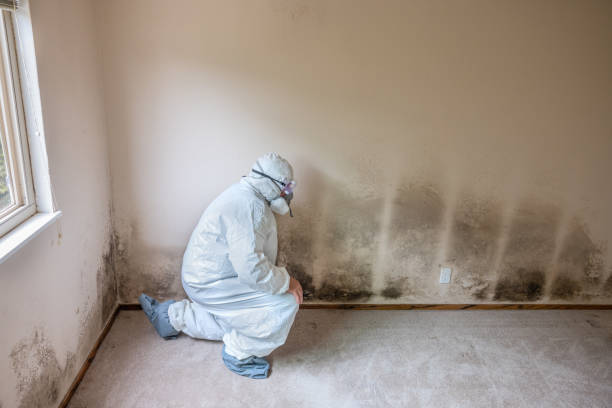 Best Fast Mold Removal  in Berryville, AR