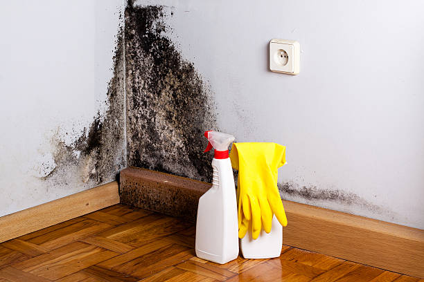 Mold Removal Process in Berryville, AR
